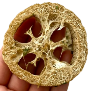 NoFurriesDelights Banana Apple Cilantro Flavoured Loofah Small Animal Edible Chew Toy